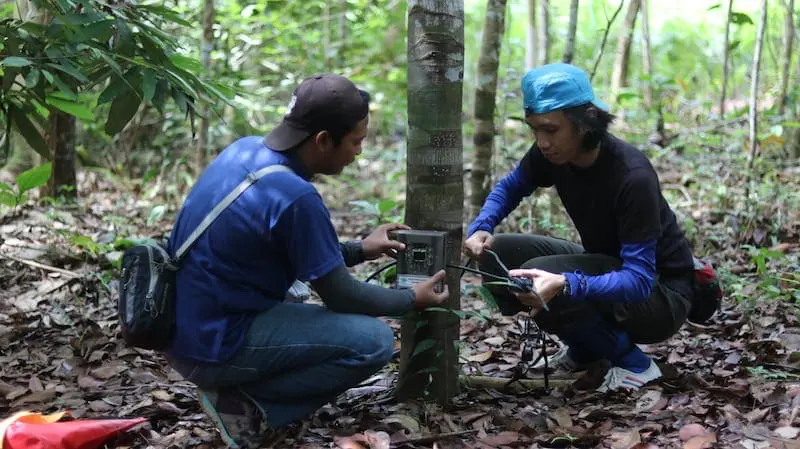 Camera traps are useful to spot and count wildlife and poachers - Photo credits: Alam Sehat Lestari.