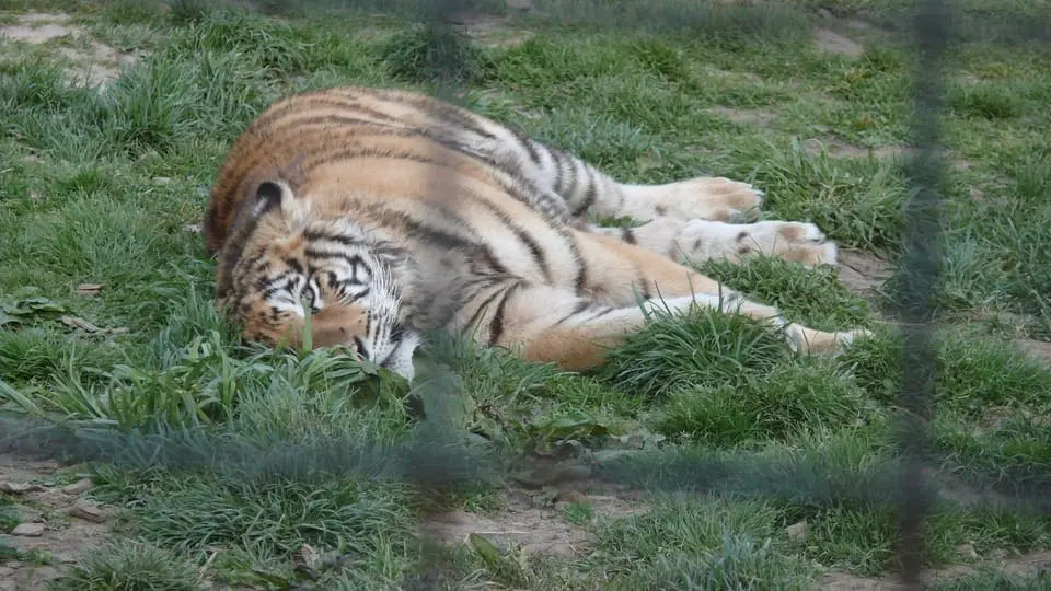 Kletečná tiger farm