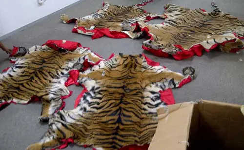 Malaysia tiger skin trafficking