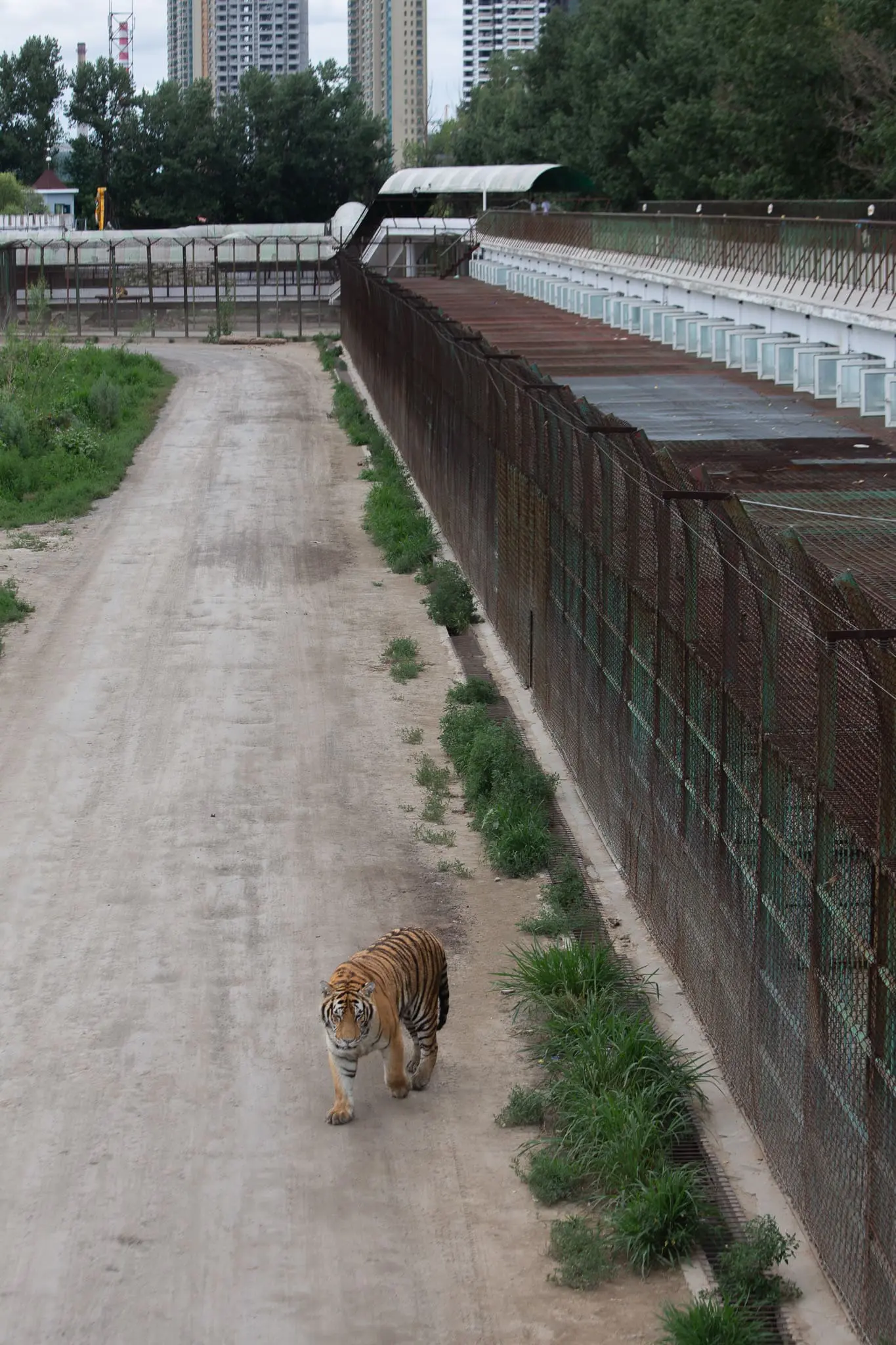 Tiger in Chinese tiger farm