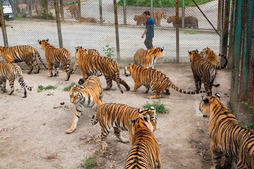 The most appalling excuse for conservation is tiger farming, most prominently practiced in China.