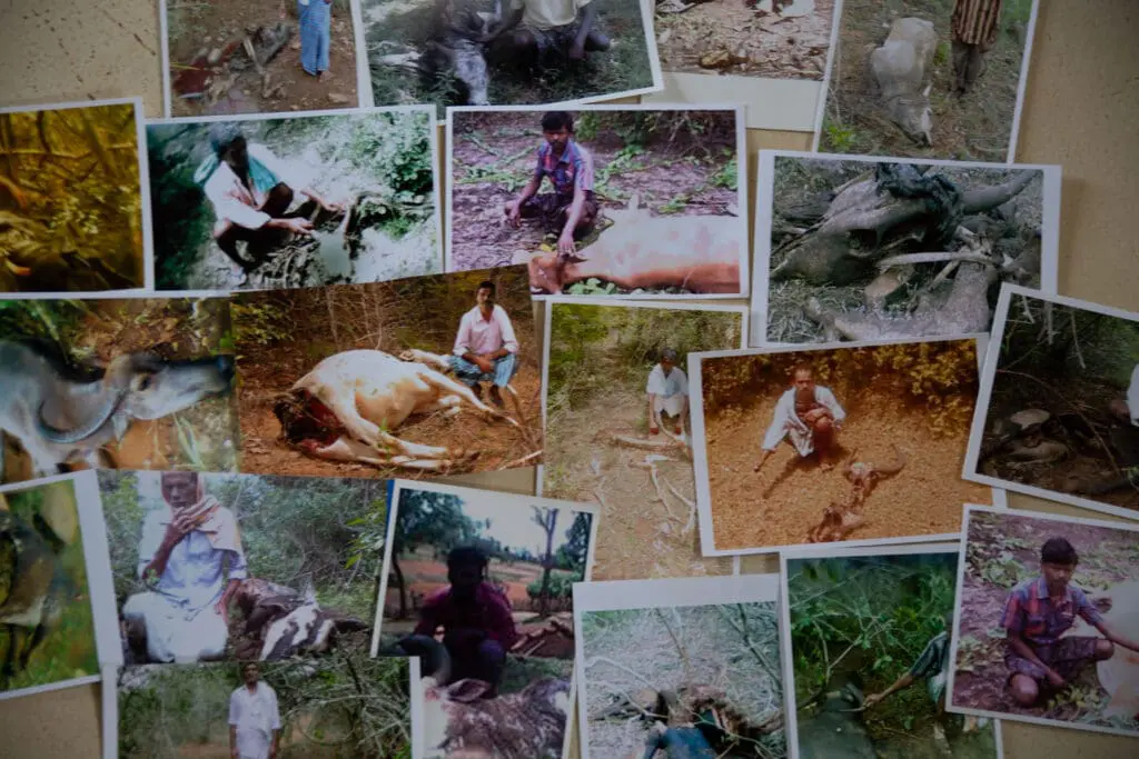Snapshots of compensated farmers and killed cattle, made to prevent them from poisoning tigers