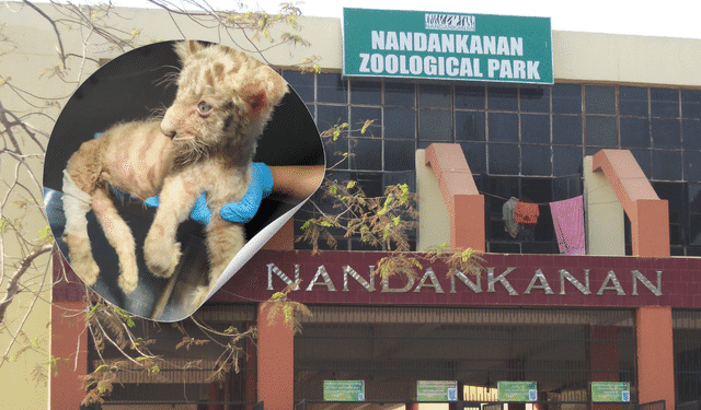 white tiger cub death Nandankanan