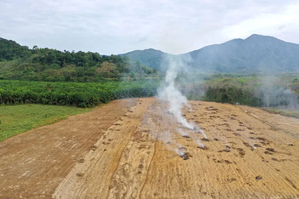 Palm Oil Destruction