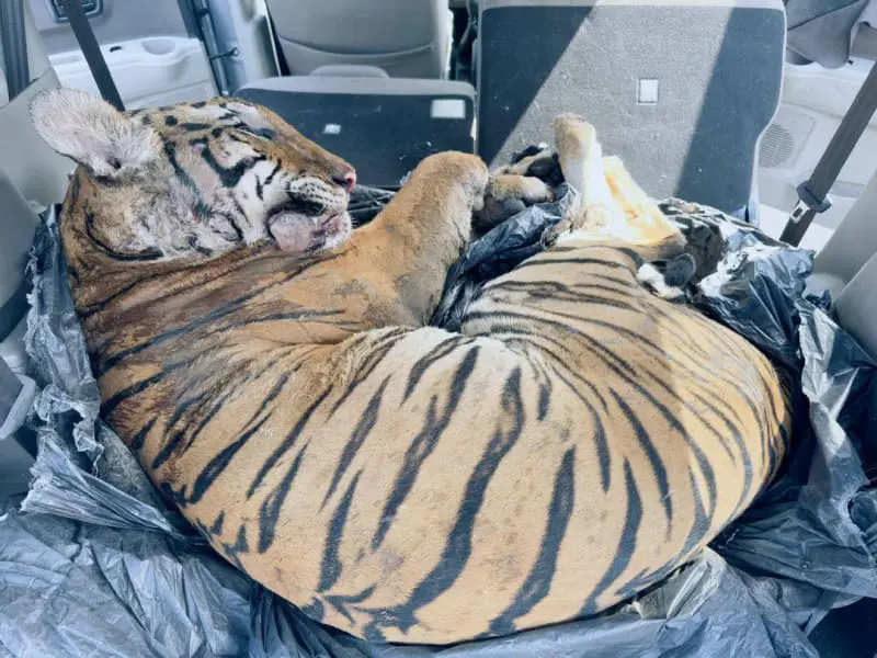 Poached Malayan tiger in the trunk of a car in Johor Malaysia - photo credits unknown
