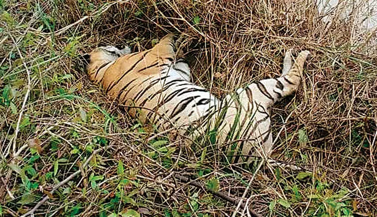 Poisoning at Tadoba Andhari Tiger Reserve