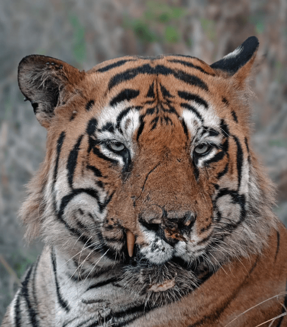 Chhota Matka tiger case 2025