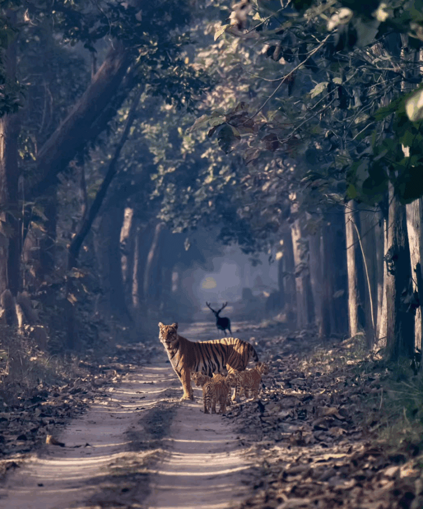 Beldanda, tigress with four cubs in Kishanpur, Dudhwa Tiger Reserve - photo credits Bahubali Wildlife Photography at Instagram.