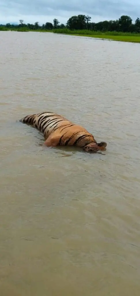 Tiger Death Narmadapuram