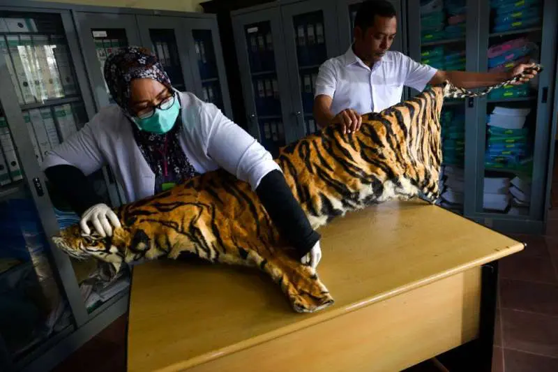 Tiger conservation in Myanmar leads to more poaching. Source, via Phys.org, photo credits unknown.