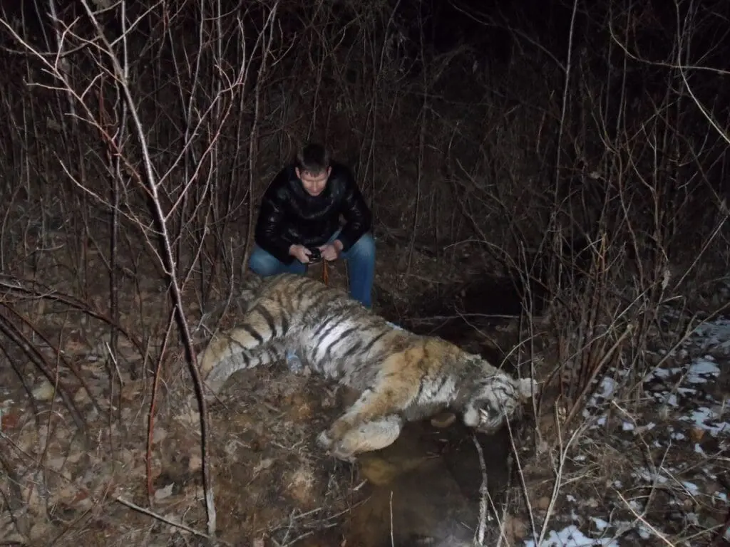 Russian ranger discovers poached tiRussian ranger discovers poached tiger. Photo credit - Land of the Leopard National Park /Dale Miquelle.ger. Photo credit - Land of the Leopard National Park  /Dale Miquelle.