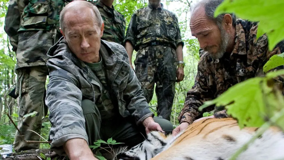 Vladimir Putin helps with tagging an Amur Tiger while visiting the Barabash tiger reserve in the Russian Far East. Source: via ABC News, Barcroft Media, Getty Images.