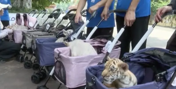 Chinese breeding industry