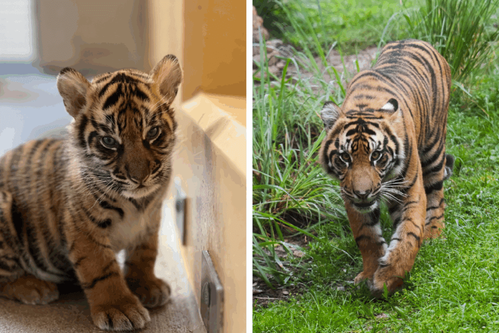 Disney tiger exploitation