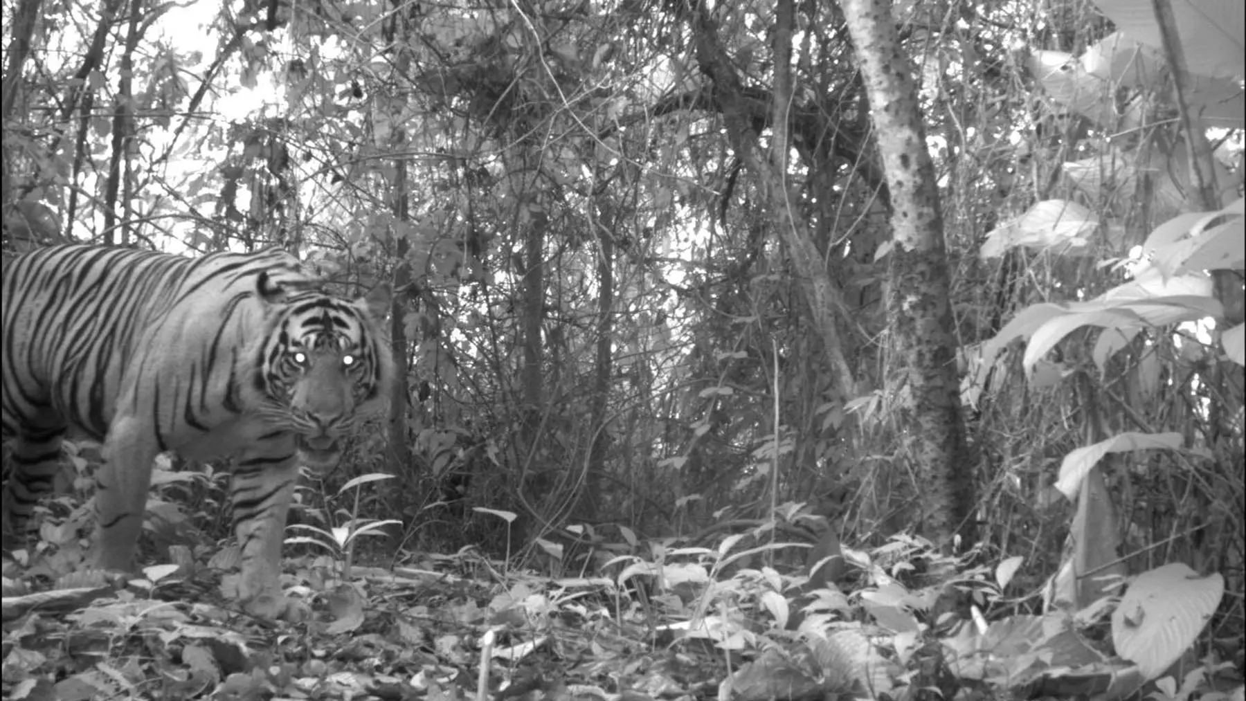 Tiger on camera trap in Bukit Barisan Selatan National Park in Sumatra. Source unknown.