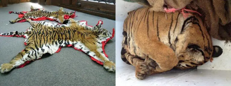 Tiger Trafficking