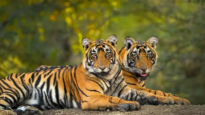 Tiger census