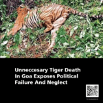 Unneccesary Tiger Death