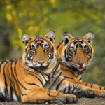 Breeding population