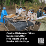 Canine Distemper Virus