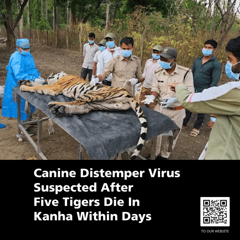Canine Distemper Virus