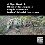 Dharbandora tiger