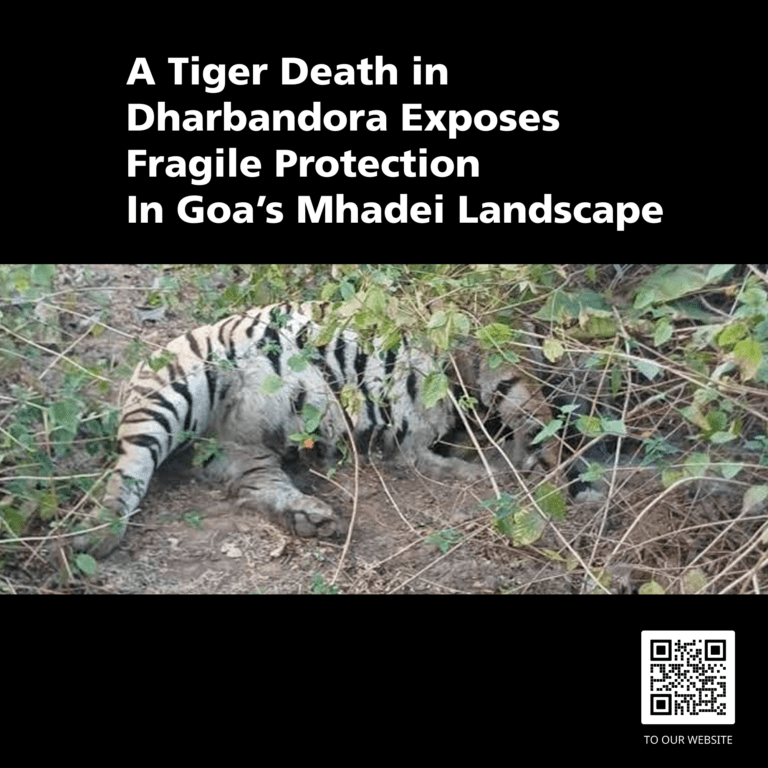 Dharbandora tiger