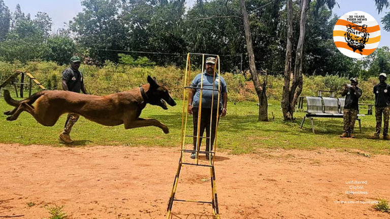 Dog squads