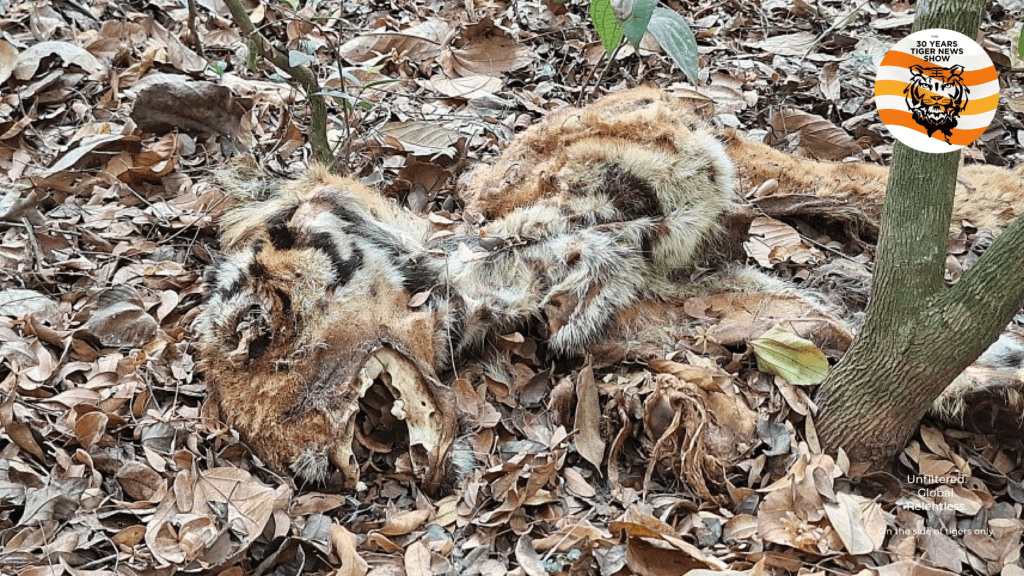 Goa tiger death