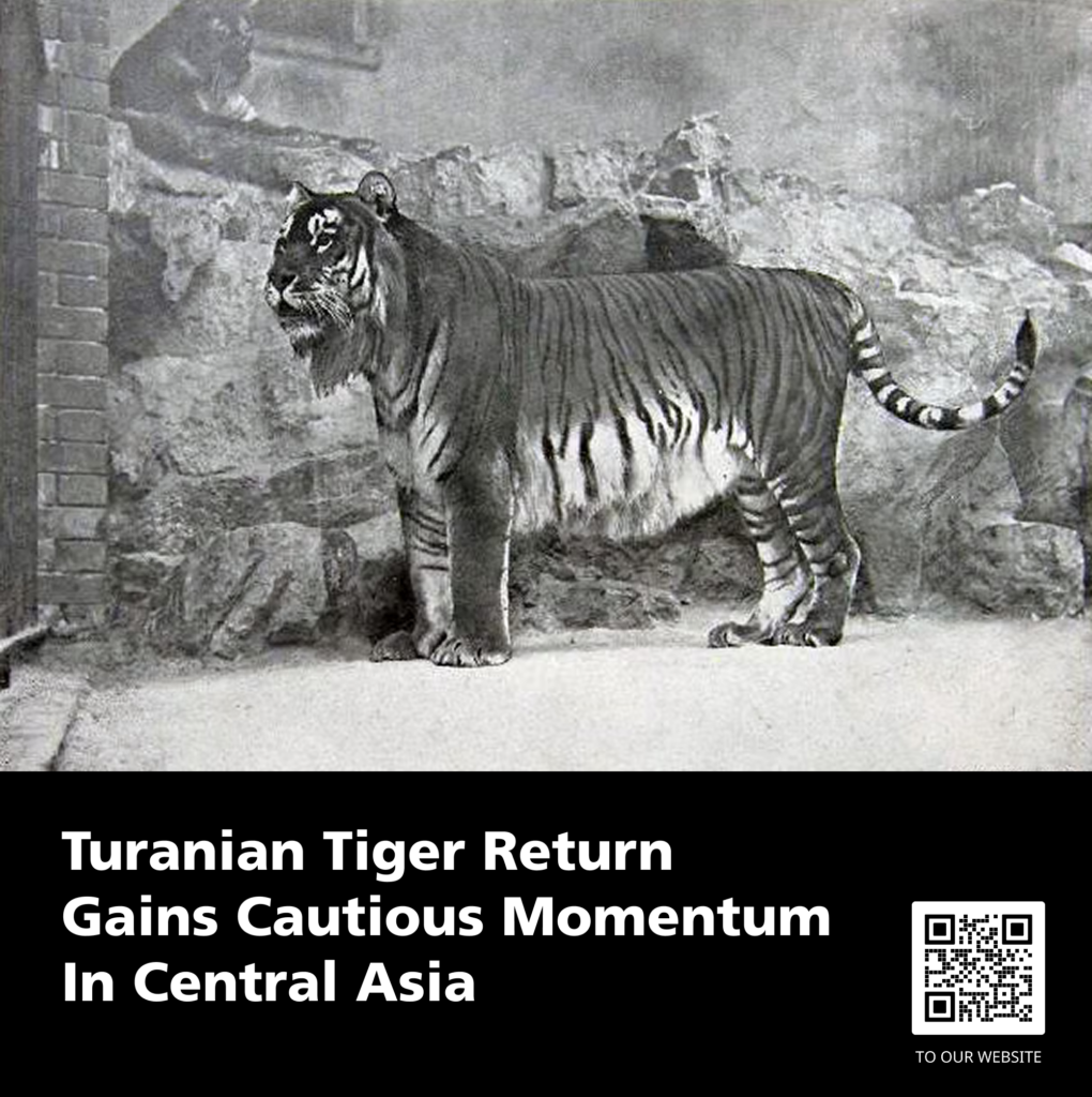 Turanian tiger