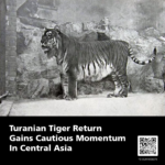 Turanian tiger