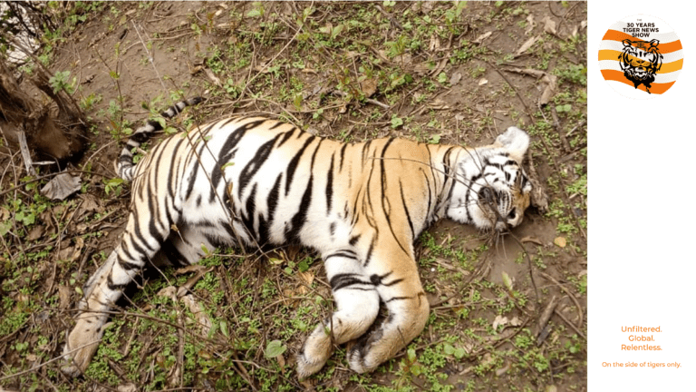 Unresolved Tiger Deaths