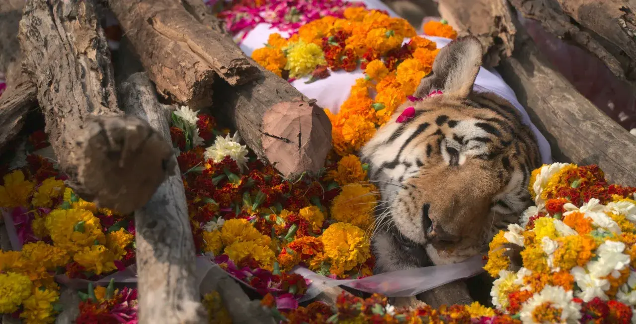 The funeral of 'Collarwali' tigress in India got more attention than she was still alive. The famous female tiger was dubbed 'supermom' in India after she gave birth to 29 cubs and helped boost tiger numbers in the central state of Madhya Pradesh. Source and photo crdits: Department of Forest, Madhya Pradesh.