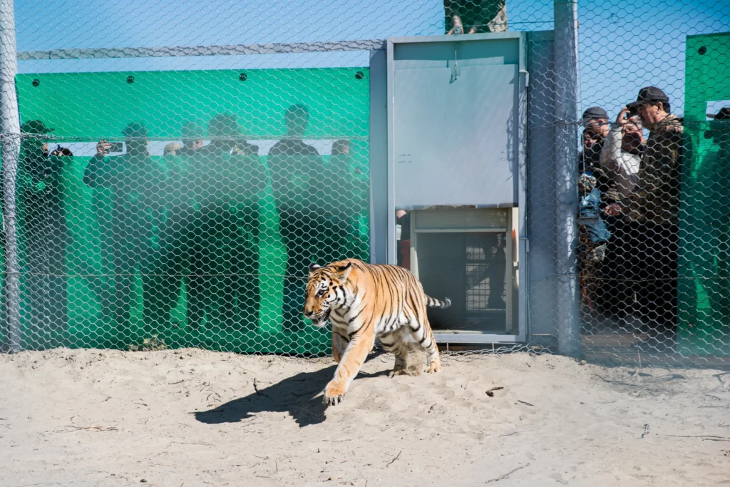 Captive tigers released in enclosed environment as part of a reintroduction program in Kazakhstan - photo credits WWF