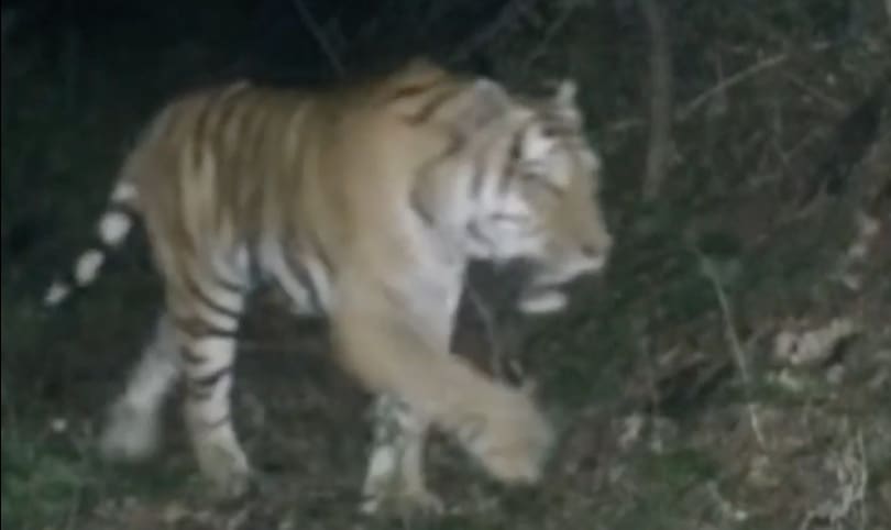 Dongning tiger