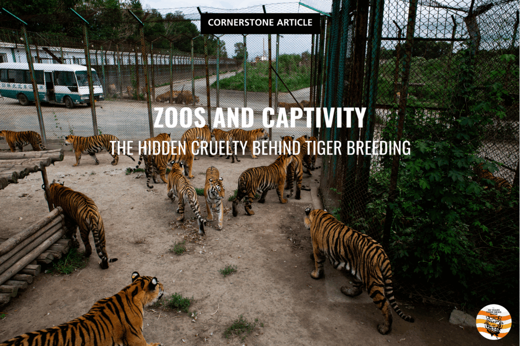Tiger captivity
