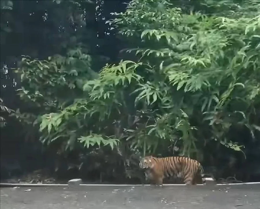 Kelantan tiger