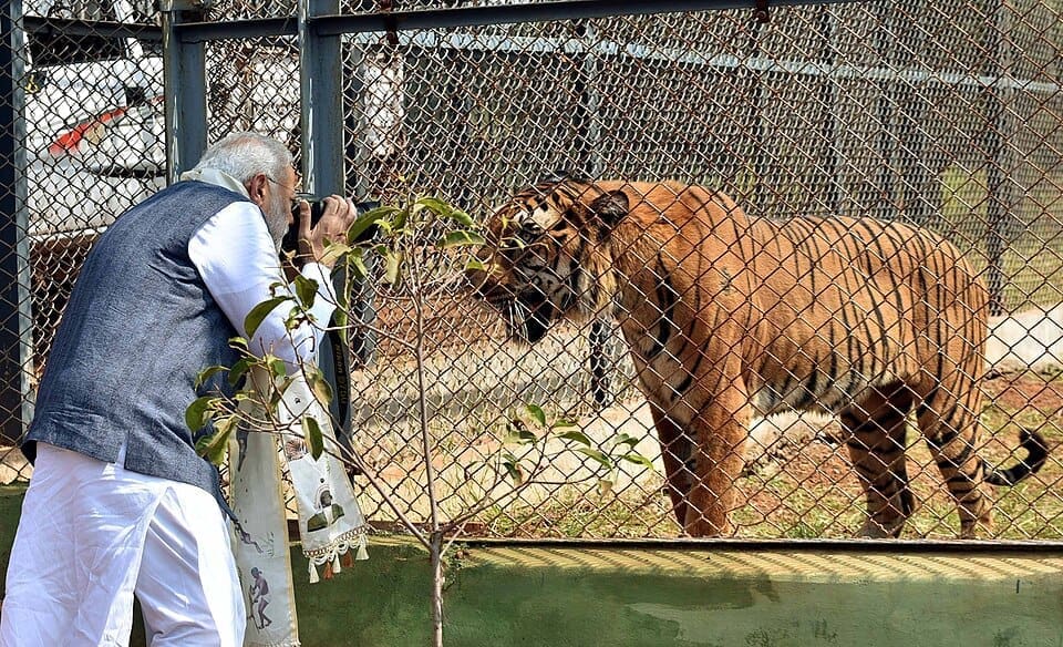 Modi tiger