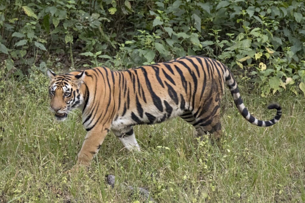 Tiger census Nepal