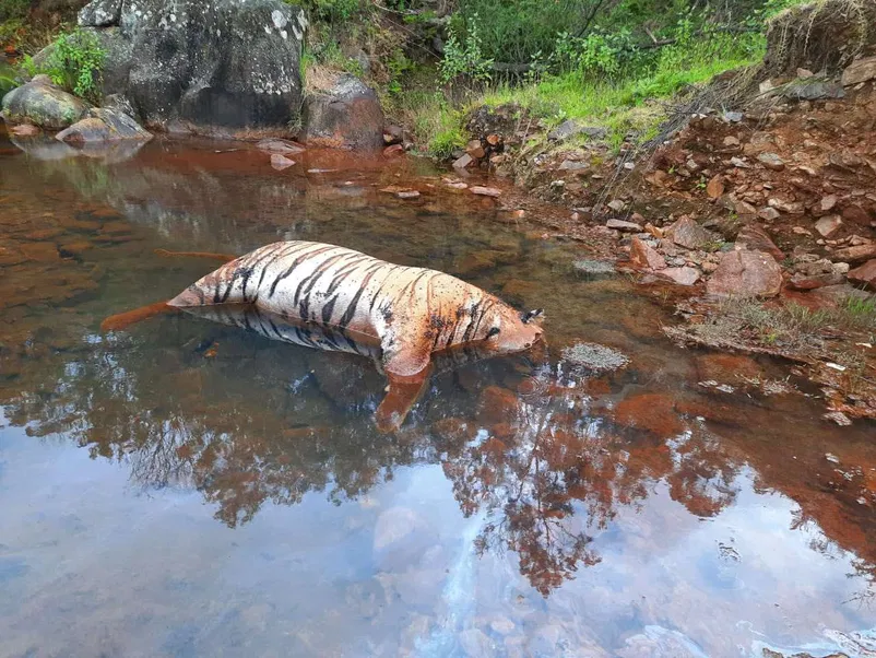 Poisoned tigress in Avalanche forest, Nilgiris India - photo credits unknown (via News Nine)