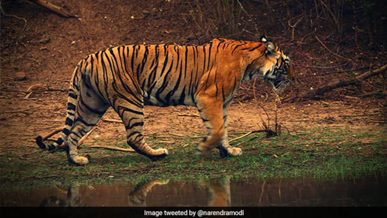 Ranthambore missing tigers