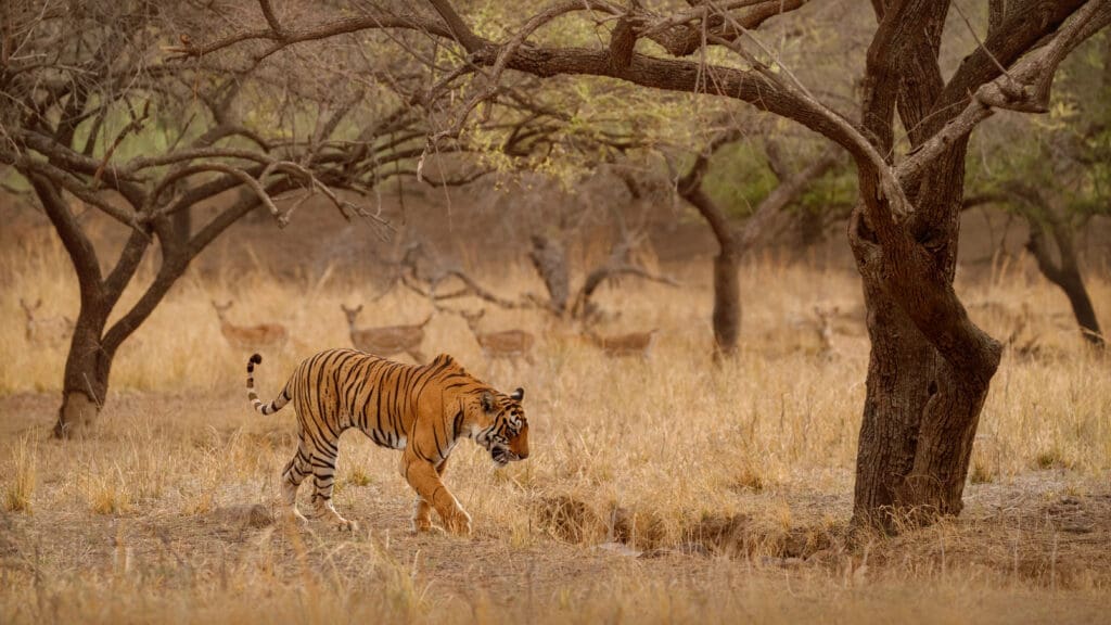 Tiger with deer in the background - photo credits Deposit Photos