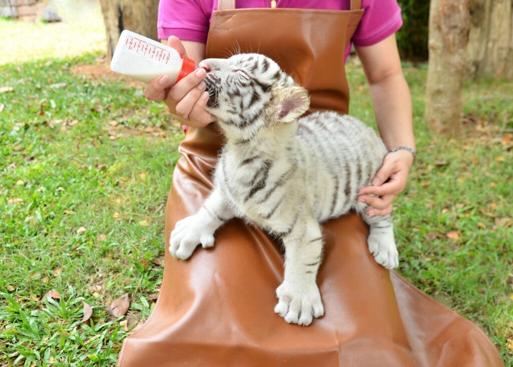 White tiger bottle fed Depositphotos_45481545_XL