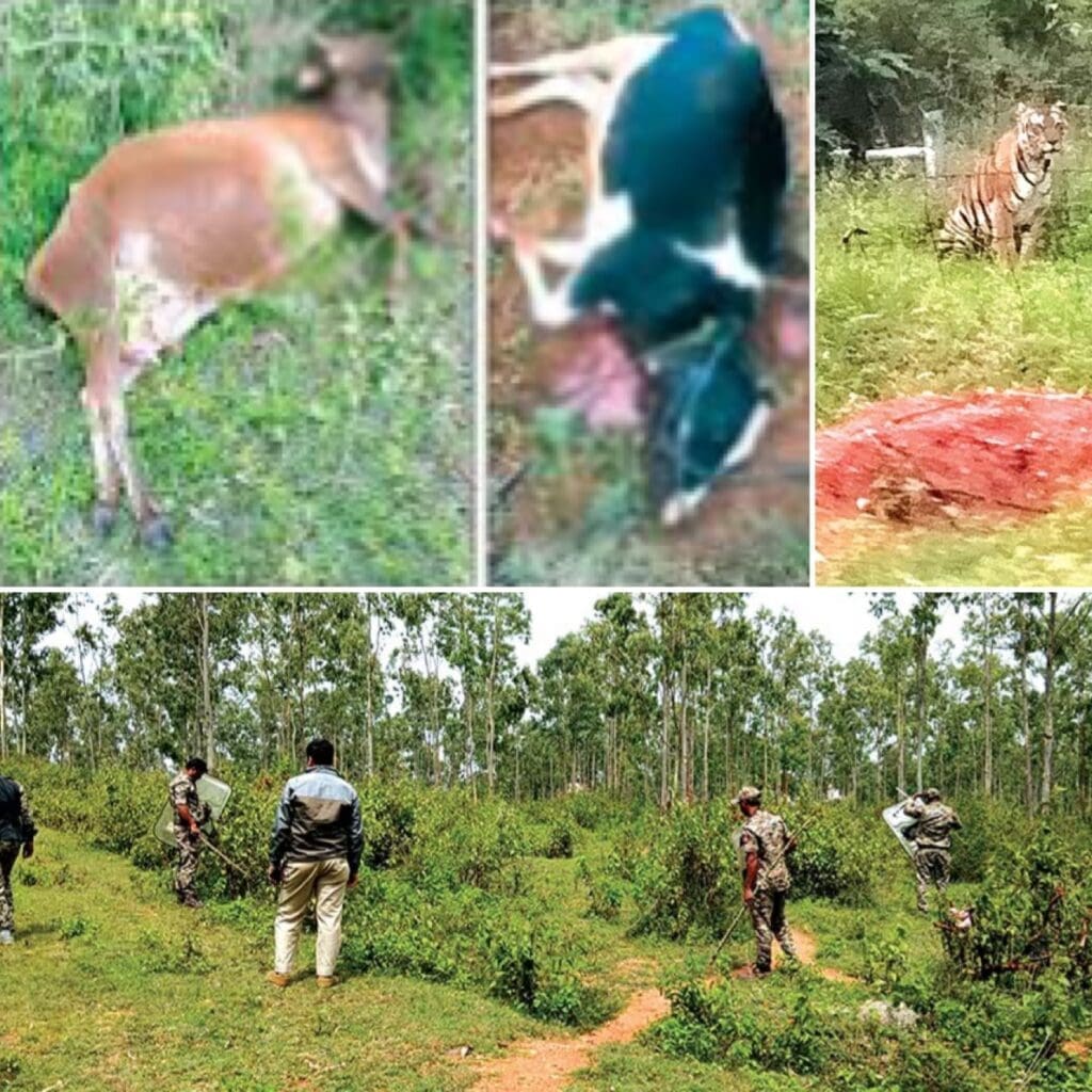 tigers in Yelwal
