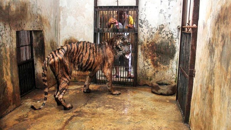 Surabaya zoo: Zoo of death