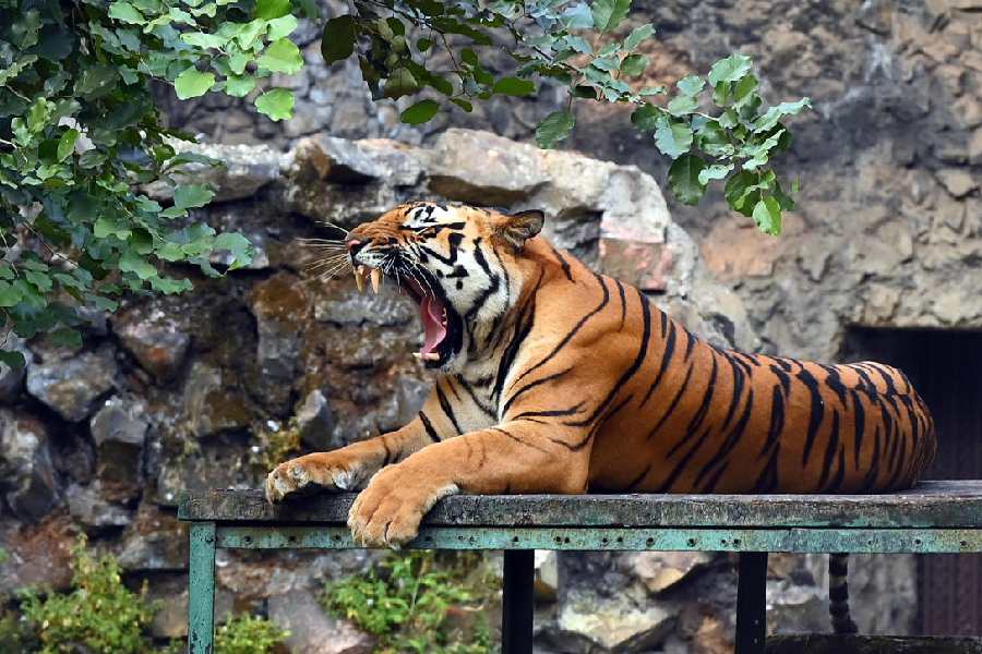 Alipore zoo