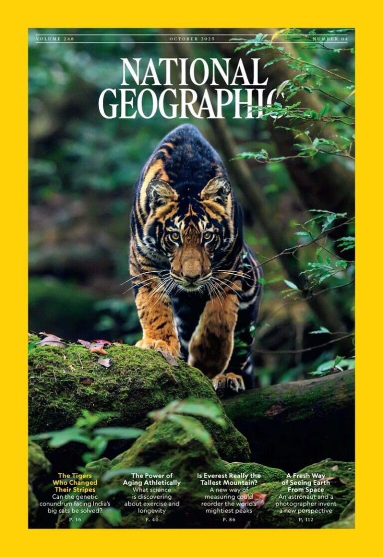 Black tiger obsession