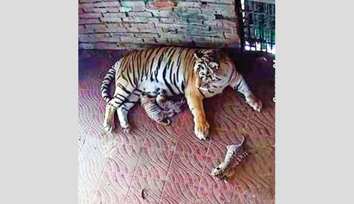 Chattogram zoo