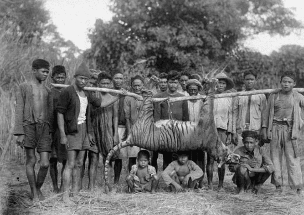 Java tiger genocide