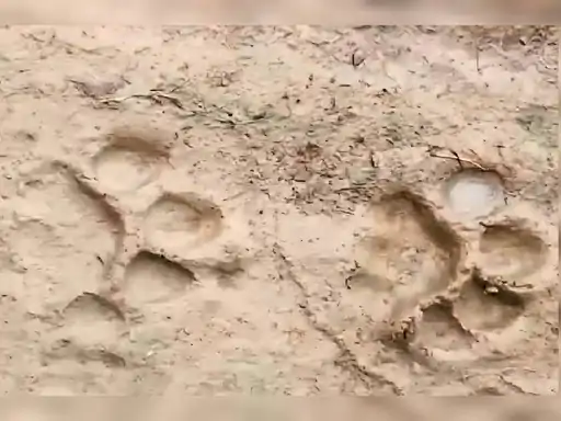 Sitapur tiger
